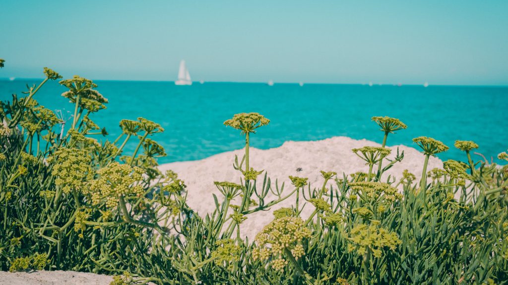 Séjournez dans un chalet de charme à l'île de Ré !